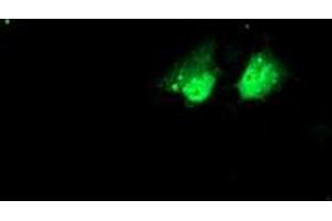 Anti-NHEJ1 mouse monoclonal antibody (ABIN2453926) immunofluorescent staining of COS7 cells transiently transfected by pCMV6-ENTRY NHEJ1 (RC203393).
