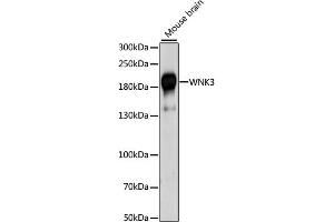 Western blot analysis of extracts of mouse brain, using WNK3 antibody (ABIN6293469) at 1:1000 dilution. (WNK3 antibody)