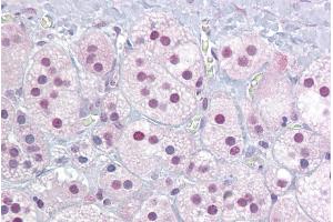 Immunohistochemistry with Adrenal tissue at an antibody concentration of 5µg/ml using anti-NR4A1 antibody (ARP45604_P050)