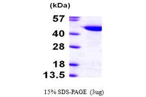 SDS-PAGE (SDS) image for Cullin 1 (CUL1) (AA 1-410) protein (His tag) (ABIN667243)