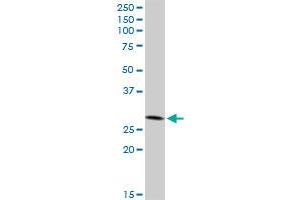 IFI35 MaxPab rabbit polyclonal antibody. (IFI35 antibody  (AA 1-288))