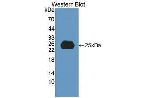 SPP2 antibody  (AA 30-211)