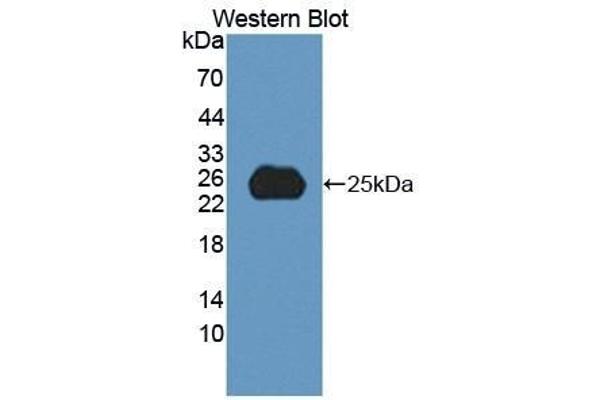 SPP2 antibody  (AA 30-211)