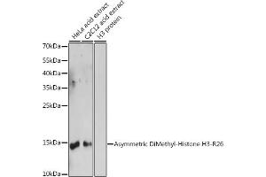 Western blot analysis of extracts of various cell lines, using Asymmetric DiMethyl-Histone H3-R26 antibody (ABIN3023277, ABIN3023278, ABIN3023279 and ABIN6219536) at 1:1000 dilution. (Histone 3 antibody  (H3R26me2))