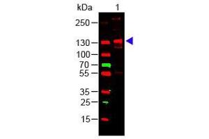 Western Blot of Rabbit Anti-COLLAGEN III Antibody Lane 1: Human Collagen III Load: 100 ng per lane Primary antibody: Collagen III Antibody at 1:1000 o/n at 4°C Secondary antibody: 649 Goat anti-rabbit at 1:20,000 for 30 min at RT Block: ABIN925618 for 30 min at RT Predicted/Observed size: 138 kDa, 138 kDa (COL3 antibody)