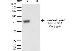 Western Blot analysis of Hexanoyl Lysine-BSA Conjugate showing detection of 67 kDa Hexanoyl-Lysine adduct-BSA using Mouse Anti-Hexanoyl-Lysine adduct Monoclonal Antibody, Clone 5D9 . (Hexanoyl-Lysine Adduct (HEL) antibody (Atto 390))