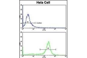 Flow cytometric analysis of hela cells using P2R2B Antibody (Center)(bottom histogram) compared to a negative control cell (top histogram). (PPP2R2B antibody  (AA 104-130))