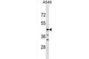 Western Blotting (WB) image for anti-ELAC1 (ELAC1) antibody (ABIN5019140)