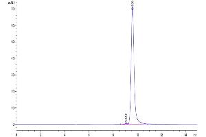 The purity of Cynomolgus NGAL is greater than 95 % as determined by SEC-HPLC. (Lipocalin 2 Protein (LCN2) (AA 21-198) (His tag))