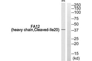 Western blot analysis of extracts from 3T3 cells, using FA12 (heavy chain, Cleaved-Ile20) antibody. (F12 antibody  (Cleaved-Ile20, Heavy Chain, N-Term))