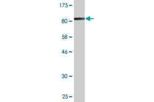 Western Blot detection against Immunogen (81. (NOVA1 antibody  (AA 1-507))