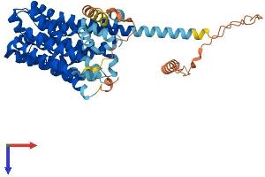 AlphaFold protein structure predicition of Human Recombinant SLC16A5 Protein, UniprotID O15375 (SLC16A5 Protein (AA 1-505) (His tag))
