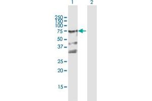 Western Blot analysis of ZYX expression in transfected 293T cell line by ZYX MaxPab polyclonal antibody. (ZYX antibody  (AA 1-572))