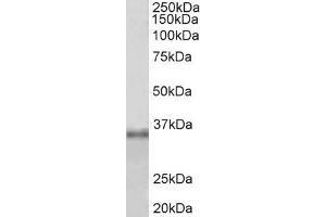 ABIN5539728 (1µg/ml) staining of HEK293 lysate (35µg protein in RIPA buffer). (Fibrillarin antibody  (Internal Region))