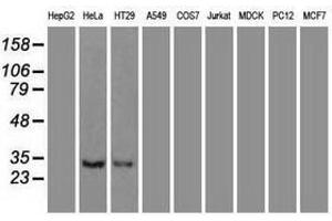 Image no. 3 for anti-Neurotrophin 3 (NTF3) (AA 139-257) antibody (ABIN1490919)