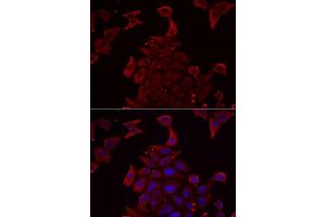 Immunofluorescence analysis of MCF7 cells using PDHX antibody. (PDHX antibody  (AA 1-300))