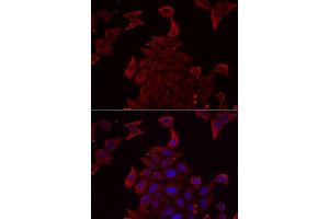 Immunofluorescence analysis of MCF7 cells using PDHX antibody. (PDHX antibody  (AA 1-300))