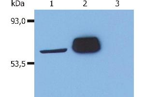 LCK antibody  (AA 22-36)