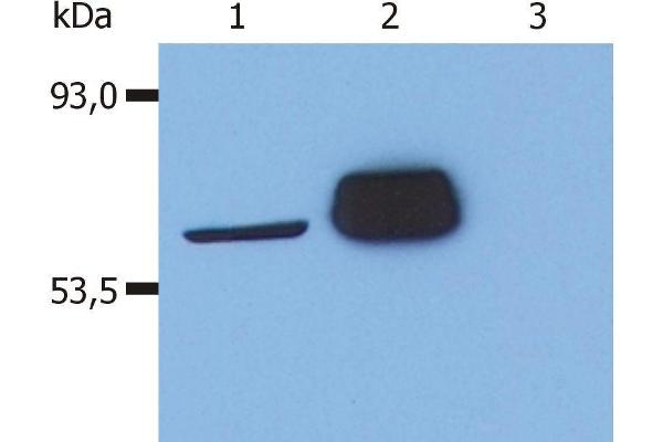 LCK antibody  (AA 22-36)