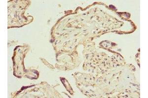 Immunohistochemistry of paraffin-embedded human placenta tissue using ABIN7164852 at dilution of 1:100 (PTGES2 antibody  (AA 88-377))