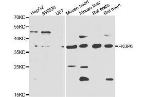 Western blot analysis of extracts of various cell lines, using FKBP6 antibody. (FKBP6 antibody)