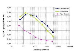 ELISA results of Rabbit anti-PHF8 antibody ELISA results of Rabbit anti-PHF8 antibody. (PHF8 antibody)