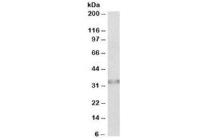 Western blot testing of human colon lysate with Caspase 6 antibody at 0. (Caspase 6 antibody)