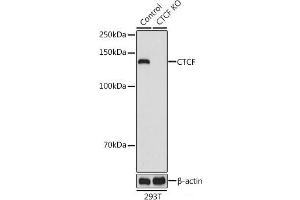 Western blot analysis of extracts from normal (control) and CTCF knockout (KO) 293T cells using CTCF Polyclonal Antibody at dilution of 1:1000. (CTCF antibody)