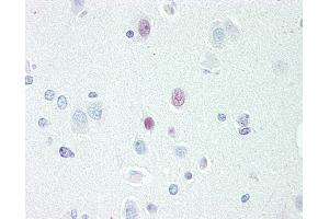 Anti-TCEAL3 antibody IHC staining of human brain, cortex. (TCEAL3 antibody  (AA 15-43))