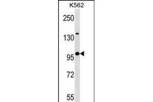 KLHL4 Antibody (N-term) (ABIN1539628 and ABIN2850174) western blot analysis in K562 cell line lysates (35 μg/lane). (Kelch-Like 4 antibody  (N-Term))