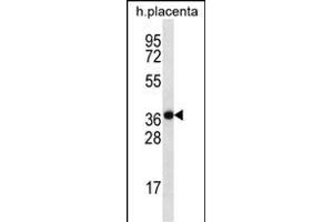 SLC38A8 Antibody (Center) (ABIN656617 and ABIN2845870) western blot analysis in human placenta tissue lysates (35 μg/lane). (SLC38A8 antibody  (AA 149-177))