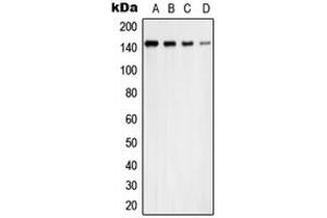Western blot analysis of USP42 expression in A431 (A), MCF7 (B), NIH3T3 (C), PC12 (D) whole cell lysates. (USP42 antibody  (Center))