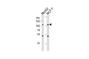Western blot analysis of lysates from HepG2, MCF-7 cell line (from left to right), using P4K3 Antibody (ABIN659123 and ABIN2843762). (MAP4K3 antibody)