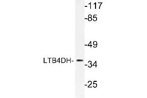 Western blot (WB) analysis of LTB4DH antibody in extracts from HT-29 cells. (PTGR1 antibody)