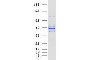 WDR4 Protein (Transcript Variant 2) (Myc-DYKDDDDK Tag)