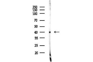 anti-Neurogenic Differentiation 4 (NEUROD4) (N-Term) antibody