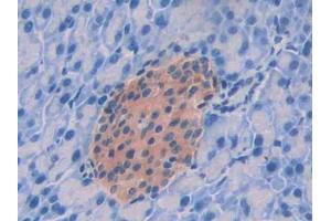 DAB staining on IHC-P; Samples: Mouse Pancreas Tissue (GPC4 antibody  (AA 220-426))