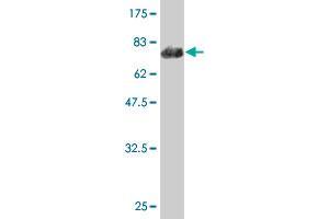 Western Blot detection against Immunogen (62. (PHYH antibody  (AA 1-338))