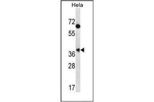 Western blot analysis of MBNL2 Antibody (C-term) in Hela cell line lysates (35ug/lane). (MBNL2 antibody  (C-Term))