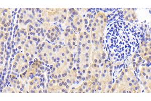 Detection of PRDX4 in Human Kidney Tissue using Polyclonal Antibody to Peroxiredoxin 4 (PRDX4) (Peroxiredoxin 4 antibody  (AA 6-249))
