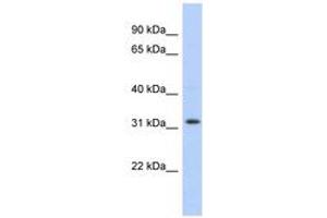 Image no. 1 for anti-Chromosome 1 Open Reading Frame 131 (C1orf131) (AA 107-156) antibody (ABIN6743683) (C1orf131 antibody  (AA 107-156))