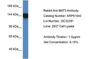 Western Blotting (WB) image for anti-Large Proline-Rich Protein BAT3 (BAT3) (C-Term) antibody (ABIN786463) (BAT3 antibody  (C-Term))