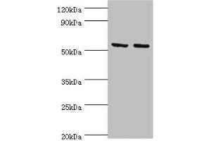 Western blot All lanes: Tyrosine--tRNA ligase, mitochondrial antibody at 15 μg/mL Lane 1: K562 whole cell lysate Lane 2: HepG2 whole cell lysate Secondary Goat polyclonal to rabbit IgG at 1/10000 dilution Predicted band size: 53 kDa Observed band size: 53 kDa (YARS2 antibody  (AA 228-477))