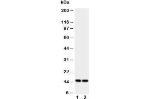 Western Blotting (WB) image for anti-Fatty Acid Binding Protein 5 (Psoriasis-Associated) (FABP5) (AA 10-23) antibody (ABIN3030914)