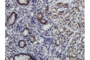 Image no. 1 for anti-Transcriptional Adaptor 2B (TADA2B) (AA 2-111) antibody (ABIN466261) (TADA2B antibody  (AA 2-111))