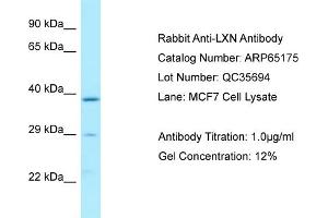 Western Blotting (WB) image for anti-Latexin (LXN) (N-Term) antibody (ABIN971089) (Latexin antibody  (N-Term))