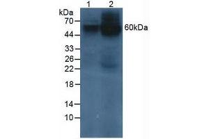 Western blot analysis of (1) Human 293T Cells and (2) Human HeLa cells. (Prosaposin antibody  (AA 17-524))