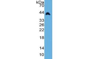 Guinea pig Capture antibody from the kit in WB with Positive Control: Sample Rabbit serum. (Haptoglobin ELISA Kit)