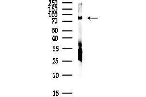 anti-Sec23 Homolog A (SEC23A) antibody