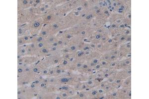 IHC-P analysis of Kidney tissue, with DAB staining. (GGPS1 antibody  (AA 1-290))